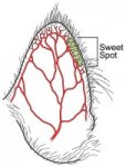 sweetspot.jpg