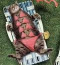 bikini kitty.jpg