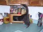 grayson in breadbox 350.jpg