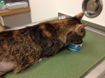 Kitty eating.jpg