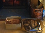 both in box.png