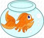 goldfish.jpg