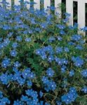 blue40.jpg