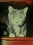 Kitten Bob.jpg