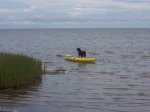 dom kayak 350.jpg
