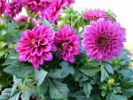 Pink Dahlias small.jpg