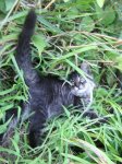 Tail in the air Aug 06-.JPG