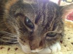 Kitty resting.jpg
