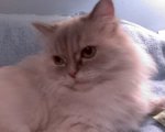 Musette Glamour Shot.jpg