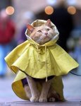 Cat-CatWearingRainCape.jpg