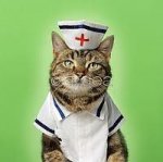 cat nurse.jpg