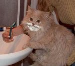 Cats first shave.jpg