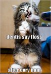 kitten-flosses-as-per-instructions-of-dentist.jpg