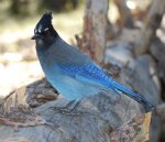 rocky-mountain-stellar-jay.jpg
