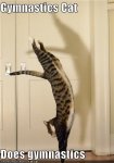 gymnastics cat.jpg