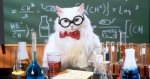 Chemistry-Cat-21.jpeg