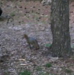 grey fox 2.jpg