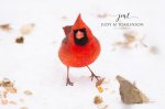 Mr. Cardinal in the Snow.jpg