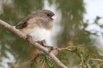 Dark-Eyed Junco 02.jpg