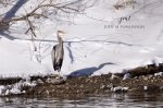 Great Blue Heron at Greenway Park.jpg