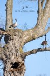 Two Geese near an Owl's Nest.jpg