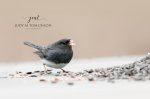 Dark-Eyed Junco.jpg