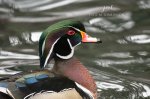 Wood Duck at Springbank Park 02.jpg