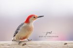 Red-Bellied Woodpecker at Fanshawe.jpg
