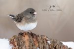 Dark-Eyed Junco at Springbank.jpg