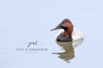 Canvasback 01.jpg