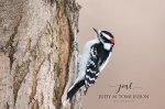 Downy Woodpecker at Fanshawe.jpg