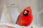 Male Cardinal Enjoying a Snack.jpg