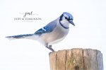 Blue Jay 03.jpg