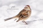 American Tree Sparrow 02.jpg