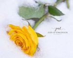 Yellow Rose on Ice.jpg
