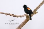 Red-Winged Blackbird.jpg