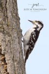 Hairy Woodpecker.jpg