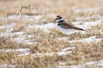 Spring Killdeer.jpg