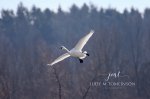 Tundra Swans 2019.jpg