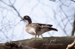 Female Wood Duck in a Tree.jpg