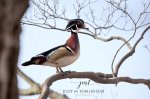 Male Wood Duck in a Tree.jpg