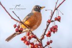 Robin in the Berries.jpg