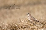 Horned Lark 02.jpg