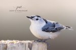 White-Breasted Nuthatch 09.jpg