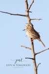 Song Sparrow 2019 01.jpg