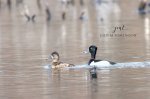 Male and Female Ring-Necked Duck.jpg