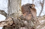 Mama Horned Owl 02.jpg