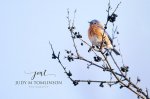 Eastern Bluebird in the Berries.jpg