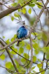 Indigo Bunting.jpg