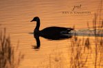 Silhouette of a Canada Goose 02.jpg